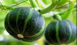 网红的吃瓜群怎么进的,如何轻松加入神秘社交圈